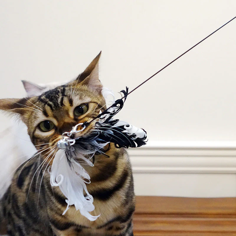 Cat Toys